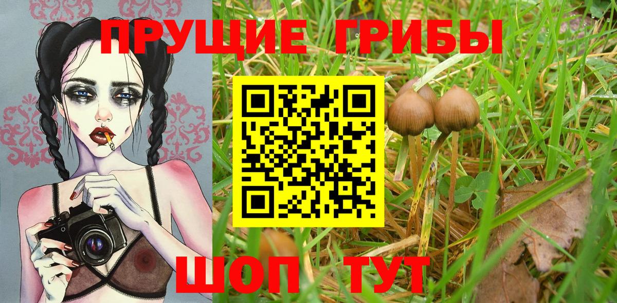 Псилоцибиновые грибы Psilocybe Кстово